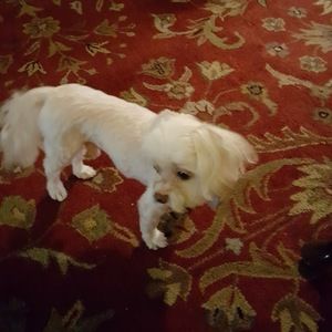 Meet your Posher, Patsy